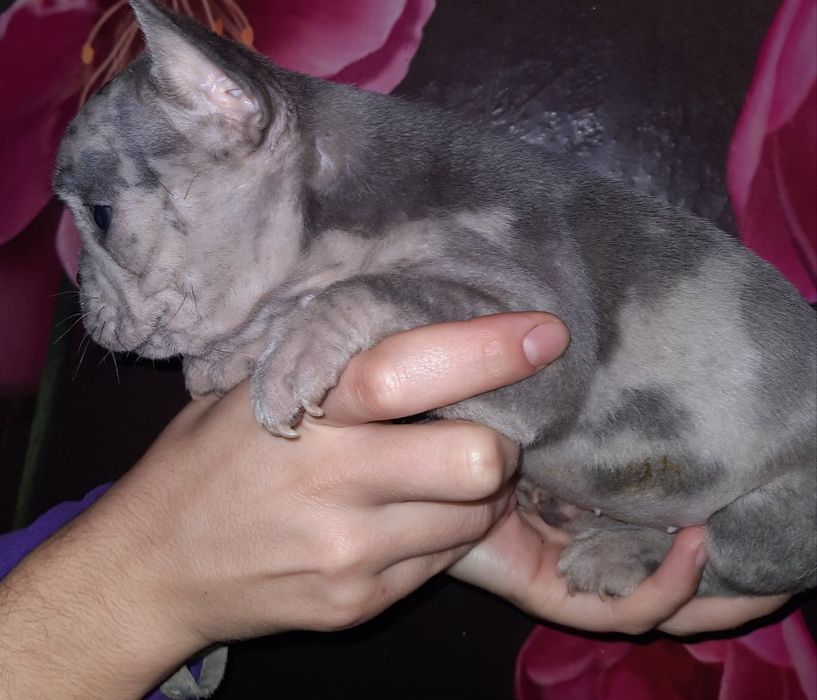 Голубые Мерле девочка и мальчик