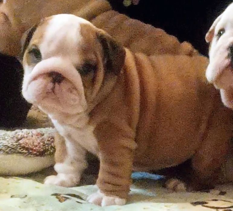 Buldog angielski FCI  suczka odbiór 22 grudnia