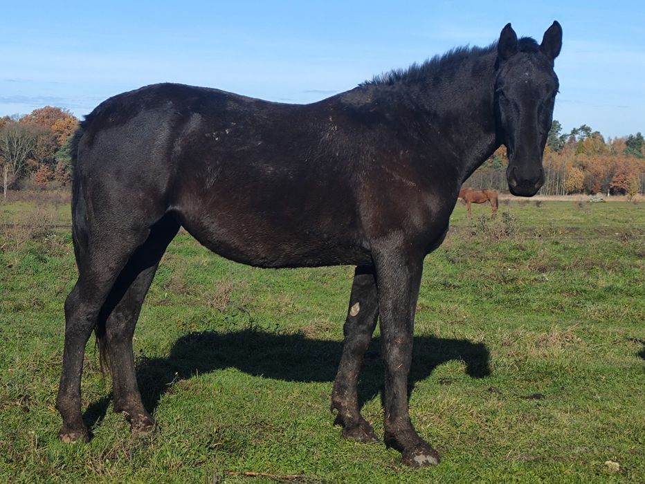 Klacz Śląska 2.7 roku Księgą Główna Dotacyjna