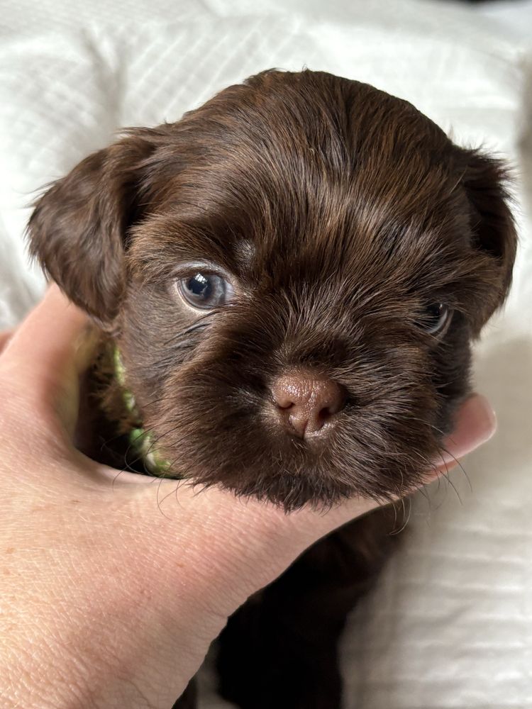 Shih tzu czekoladowy samiec Gimi z rodowodem FCE
