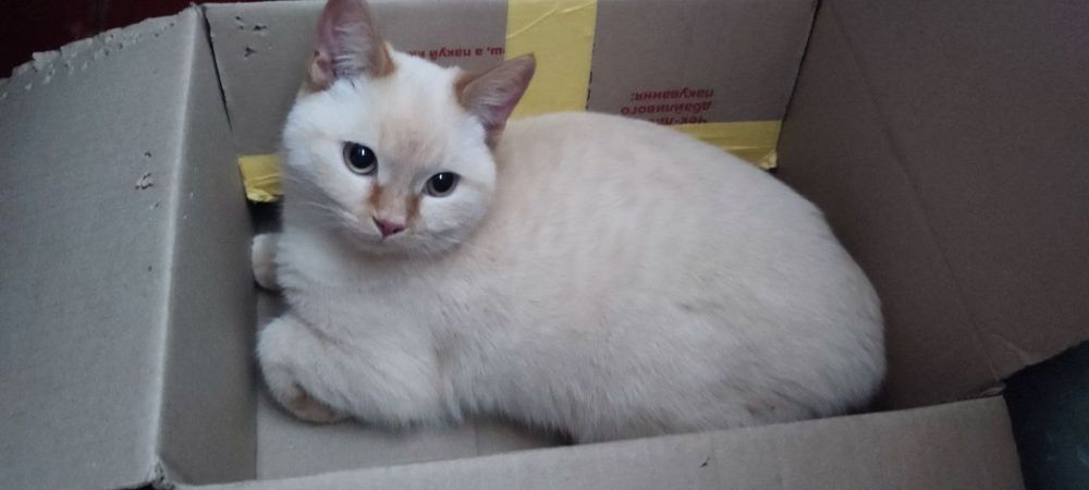 Віддам кошку шотланку