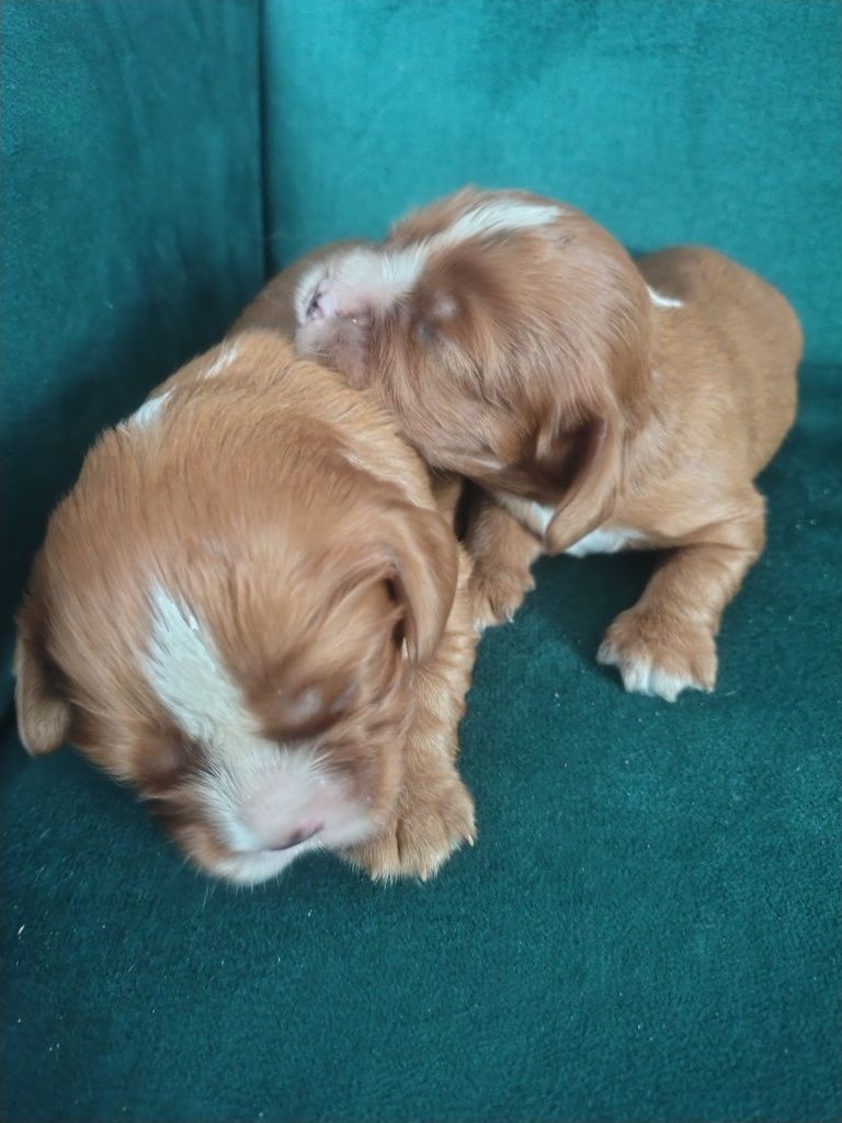 * Cavalier King Charles Spaniel piesek mikrusem maleńkirubinowy Rubi *