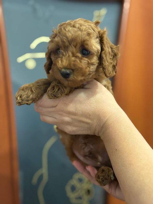 Весёлый мальчик той пуделя.