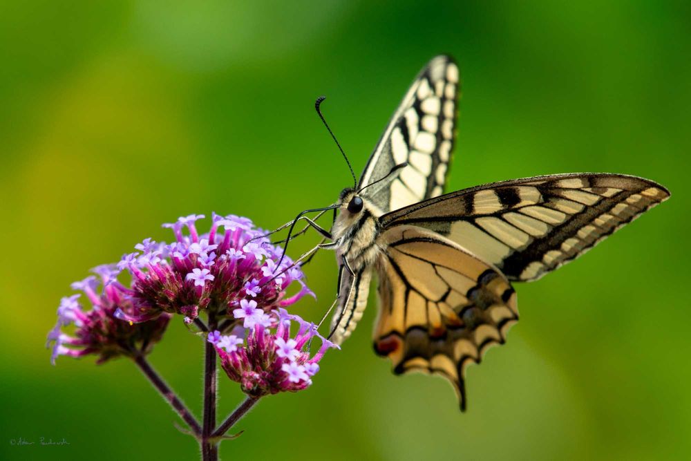 Obiektyw Nikkor AF-S 200-500/5.6 E ED VR