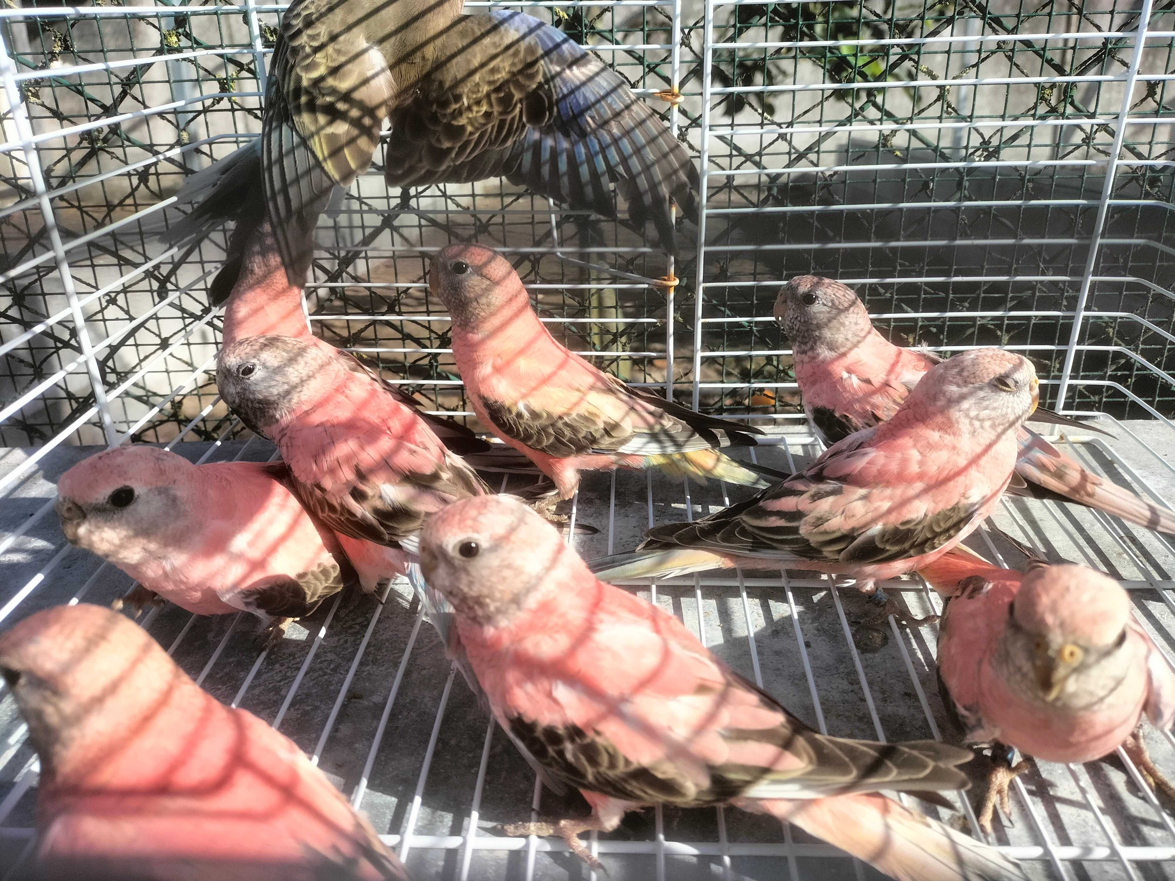 Venda de Periquitos Neophemas Bourke Rosas e Selvagens Fallow ino