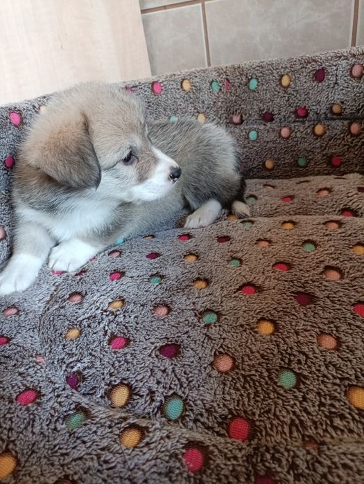 Suczka Welsh Corgi Pembroke