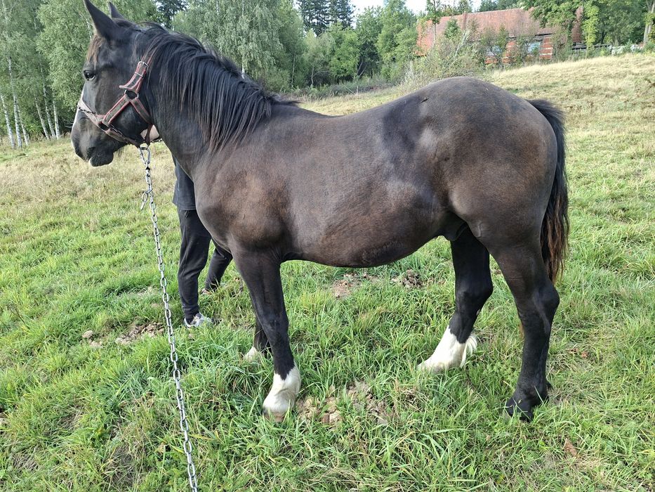 Sprzedam ogierka zimnokrwistego