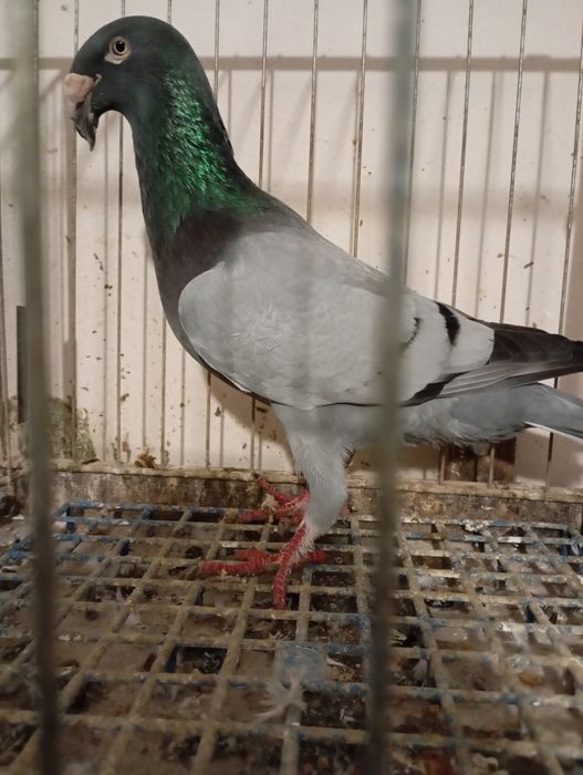 Rzeszowski, Rzeszowskie