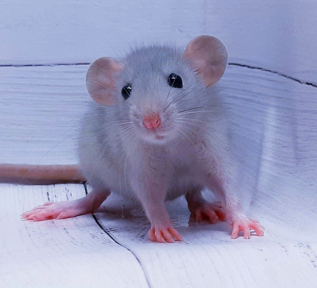 Крысы,крысята дамбо,крыски,клетки,корма,аксессуары