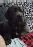 Cane corso suczka