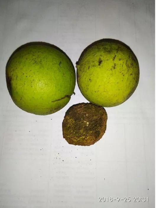 Орех черный плоды