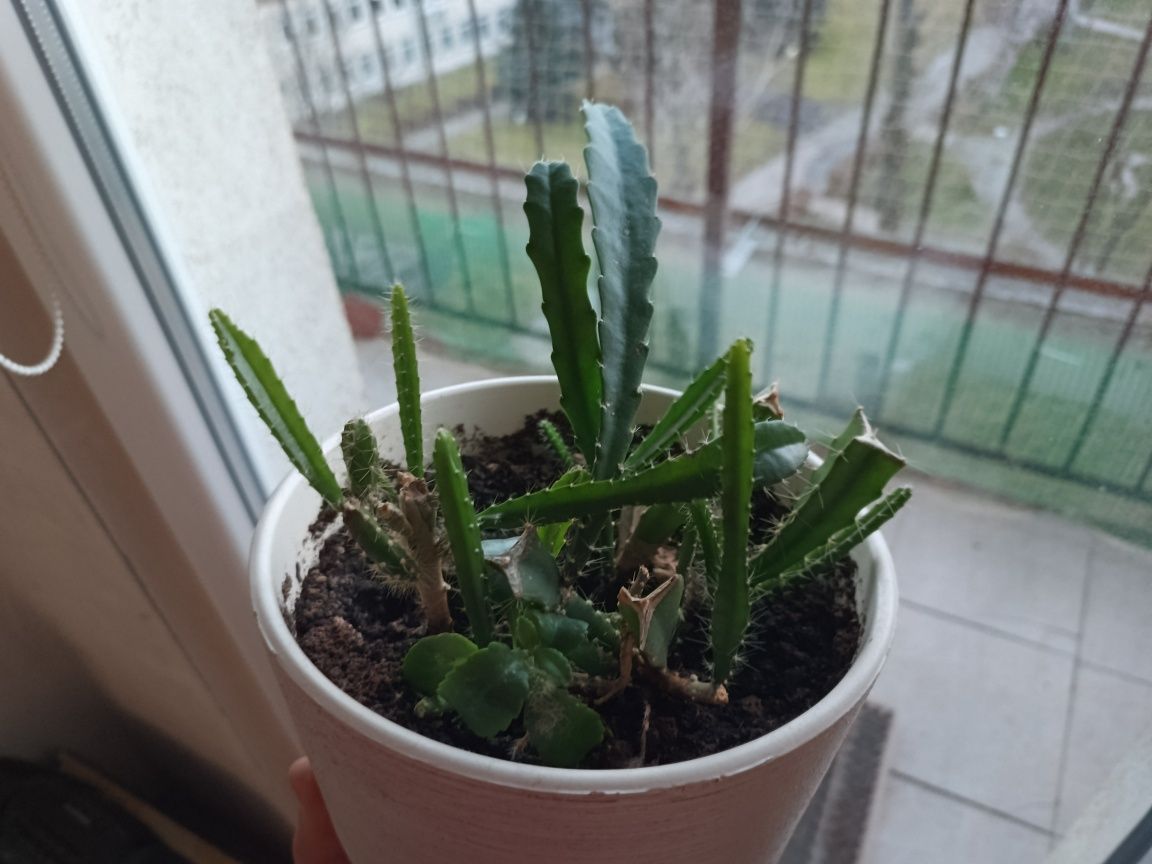 Disocactus kaktus roślina doniczkowa domowa piękne kwiaty mało kolców