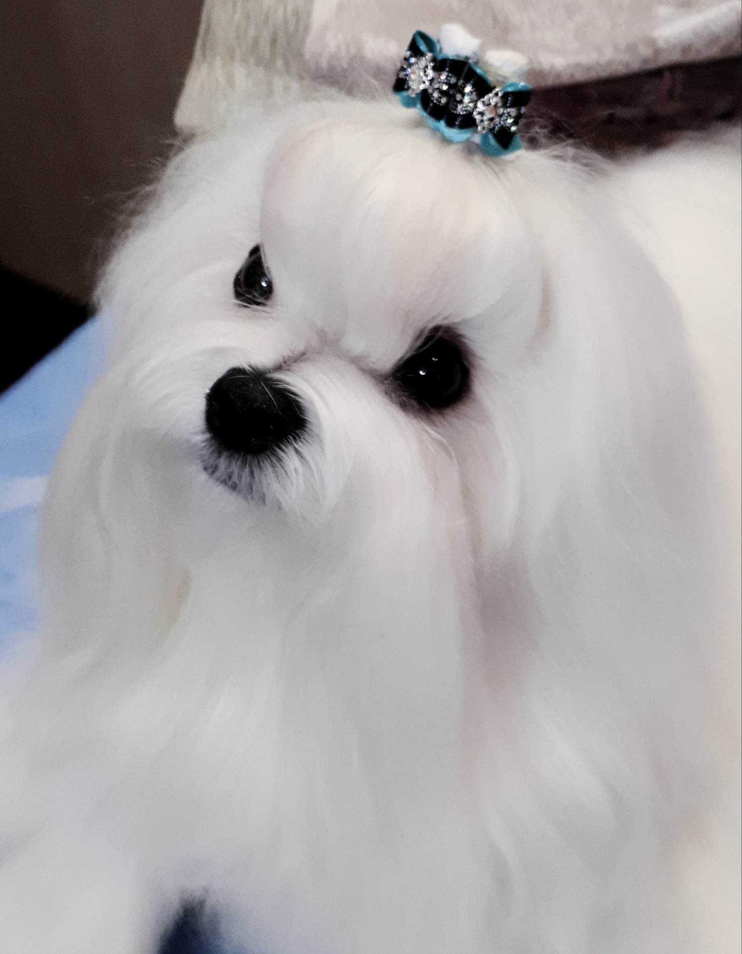Bichon Maltês coreano com LOP de excelente qualidade