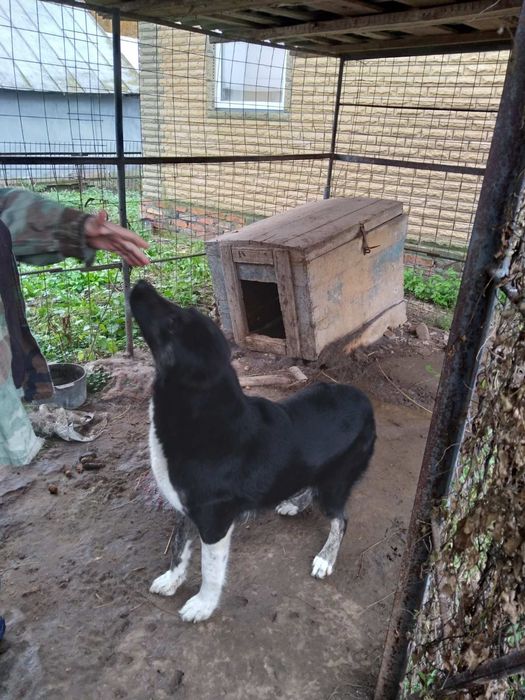 дівчинка безкоштовно