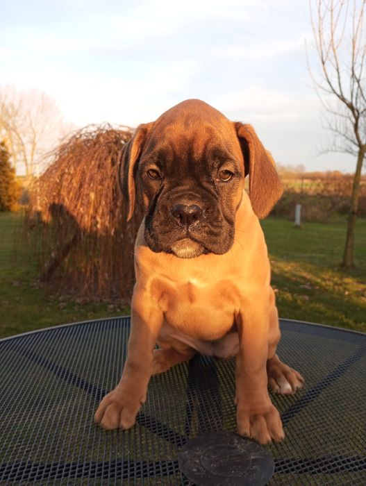 Bokser suczka  szczeniak