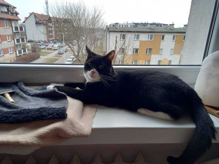 Lilijka i Jaś. Dwa kocie małolaty szukają domu.