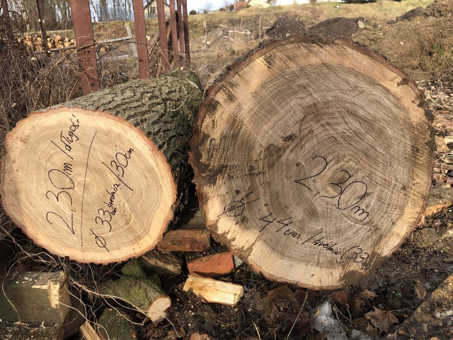 Dąb drzewo kłoda dębowa