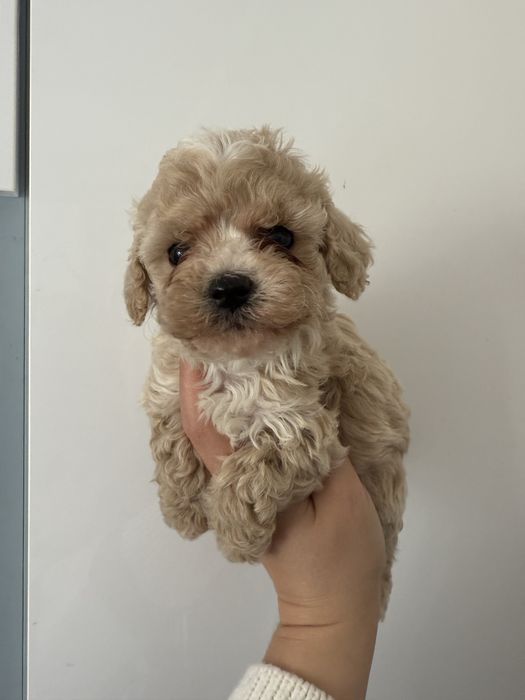 Maltipoo sunia mini mianiturka  juz do odbioru