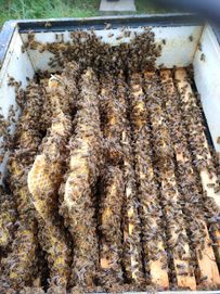 pszczoły odkłady ule dadant langstrot wielko 5 ram