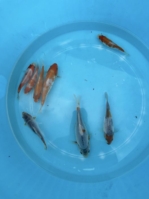 Carpa koi criação 2024