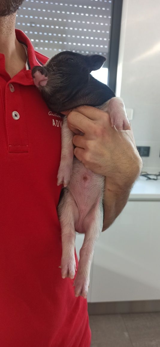 Mini pig/vietnamita bebés