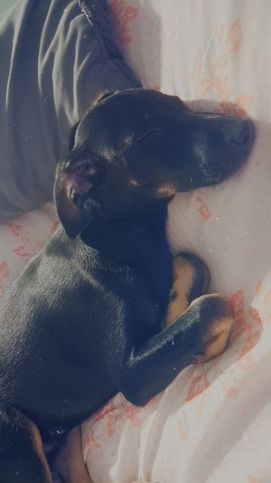 Oddam pieska w dobre ręce