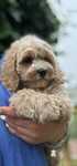 Cocapoo ( cocker spaniel amerykański I tea cup czerwony pudel)