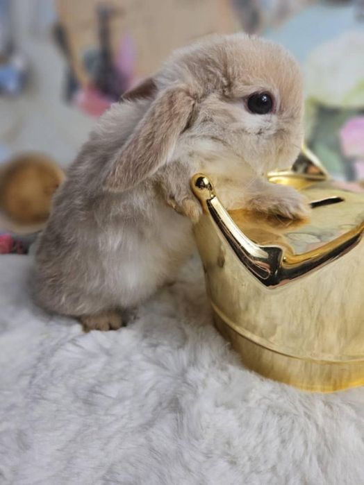 Króliki Mini Lop 4 dorosłych królików klatki słupki dokumenty