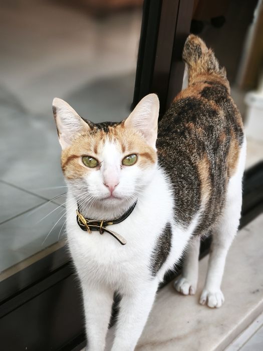 Gatinha para doação