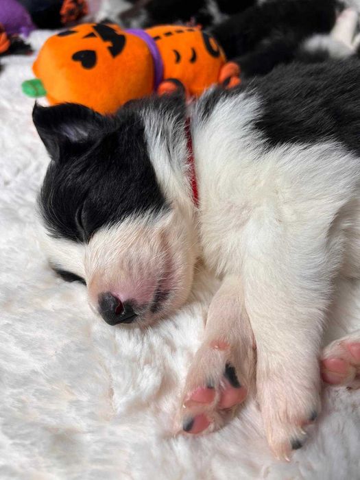 szczeniak Border Collie ZKwP (FCI) czarno-biały