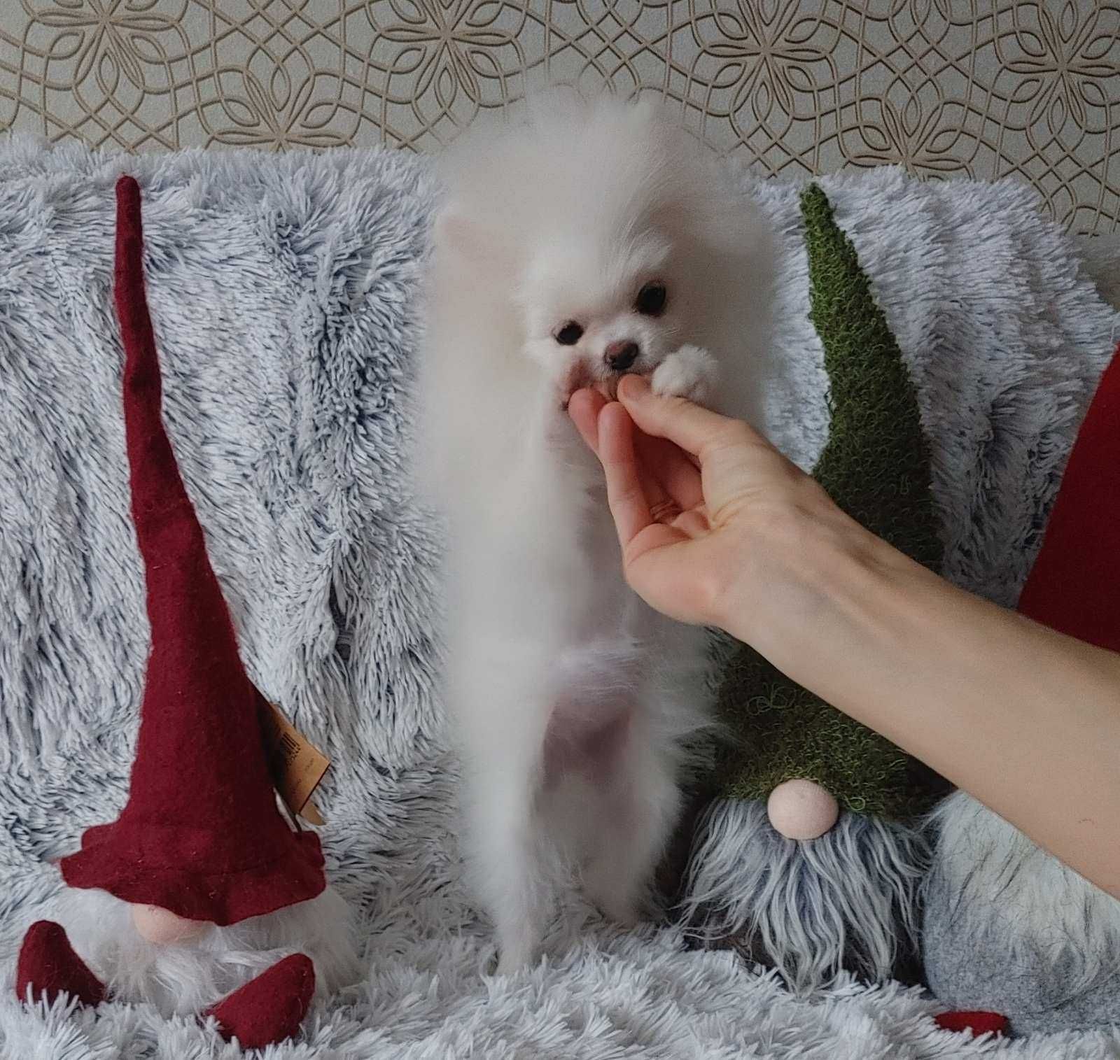 Pomeranian крошка малышка с самой милой мордочкой. Киев