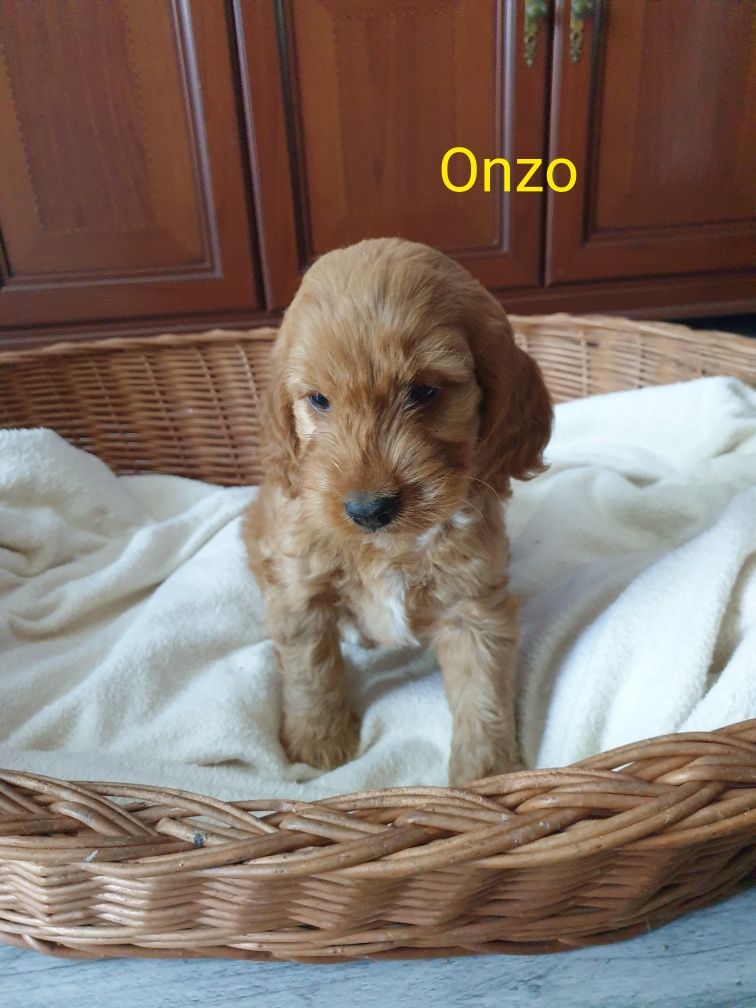 Cockapoo. Piesek Onzo.