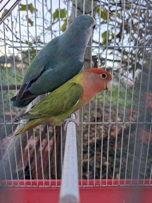 Casal de roseicollis