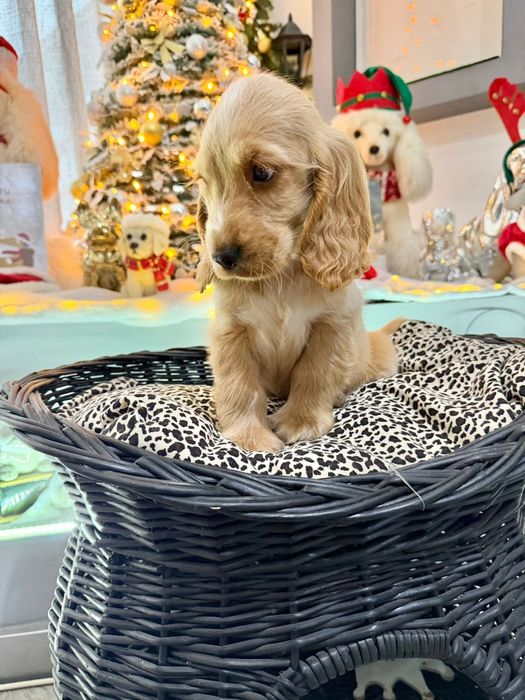 Cocker  menino fantastico