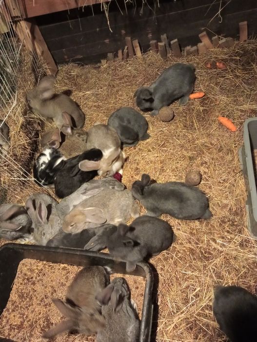 Króliki czytać opis