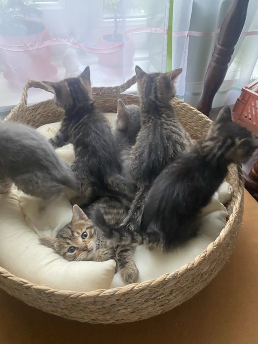 кошенятка відаю у добри руки