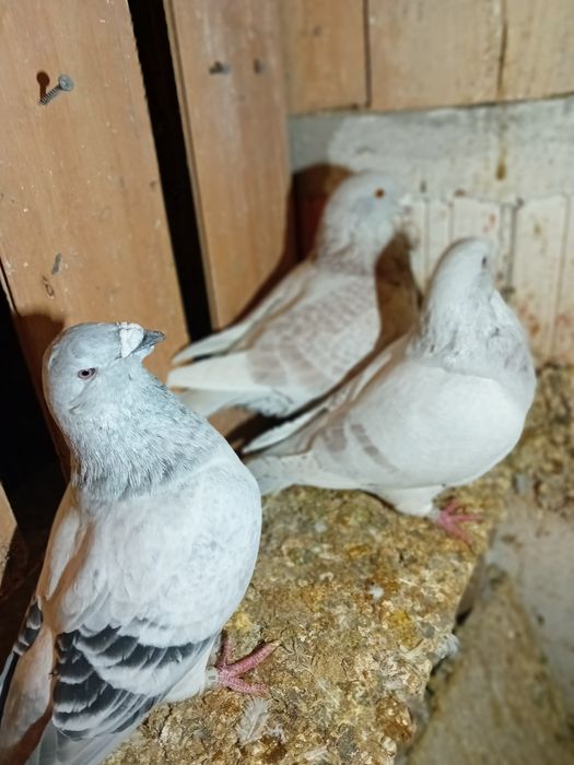 Sprzedam gołebie standarty