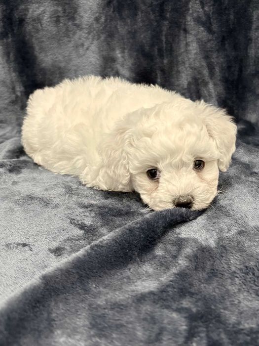 Bichon frise FCI, piękny piesek