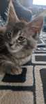 Kociak Mainecoon