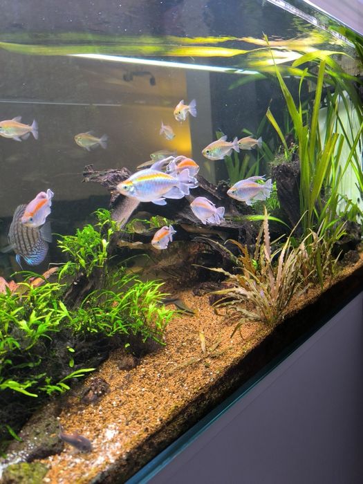 Congo tetra adulto
