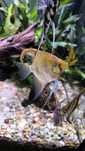 Peixe escalar juvenil
