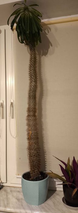 Pachypodium lamerei - palma Madagaskaru 120cm