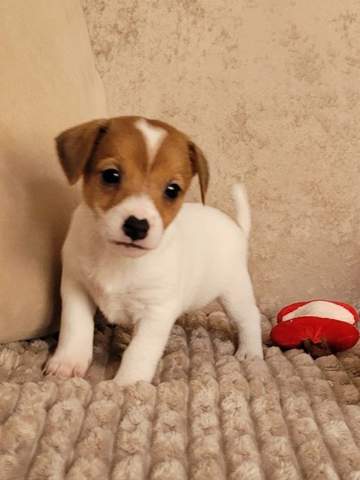 Jack Russell Terrier