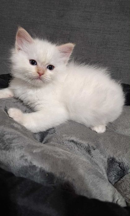 Śliczny kocurek Ragdoll