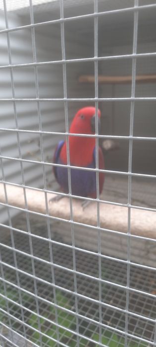 Ecletus Roratus Fêmea