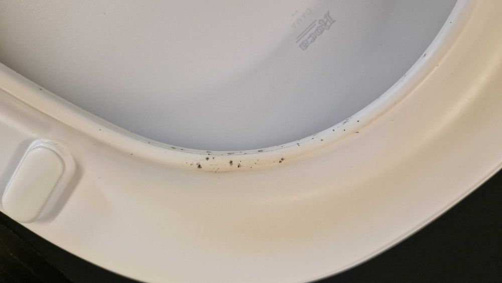 Tampa Sanita Roca DAMA