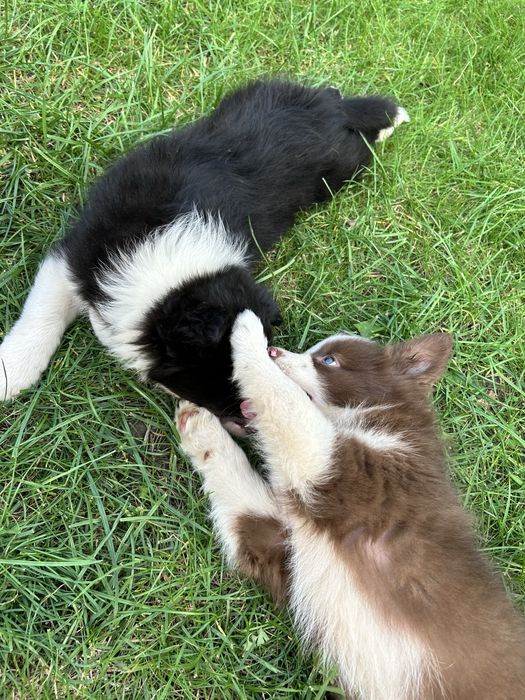 Czekoladowy Border Collie - Piesek - Domowa Hodowla