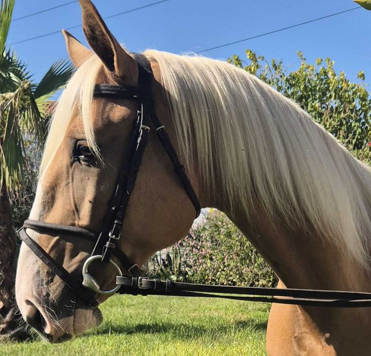 Palomina com Talento e Equilíbrio