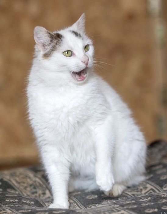 Манка кошка 1 год, красивая белая кошечка, котенок