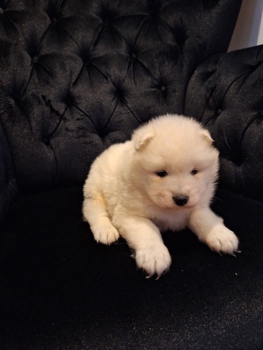 Samoyed  rodowód